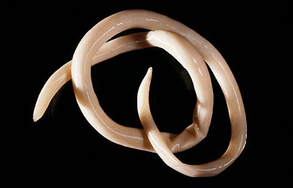 Image: An adult female parasitic nematode worm (Ascaris lumbricoides), a worm that inhabits the human intestine (Photo courtesy of CNRI / SPL).